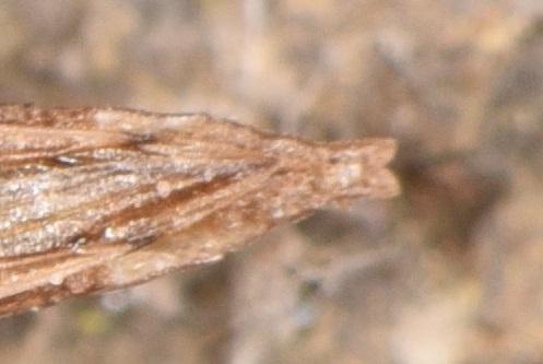 Berytinus clavipes